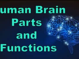 Functions of Brain Parts