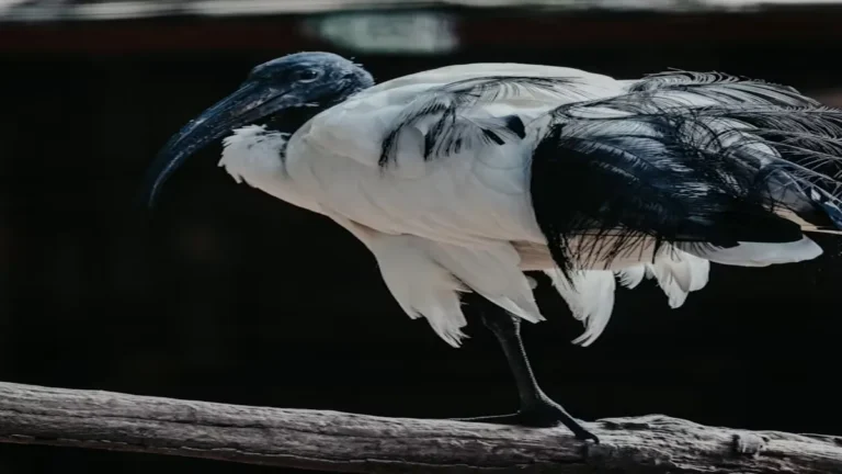 magpie s