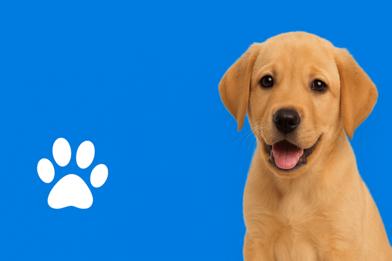 Pet5ardas com: Ultimate Platform for Pet Lovers and Owners