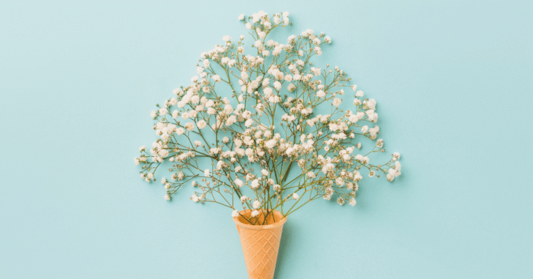 gypsophila